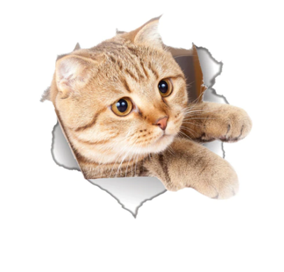 Cats 3D  Toilet Sticker Dogs Wall Stickers