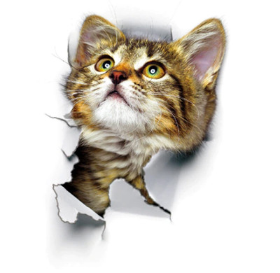 Cats 3D  Toilet Sticker Dogs Wall Stickers