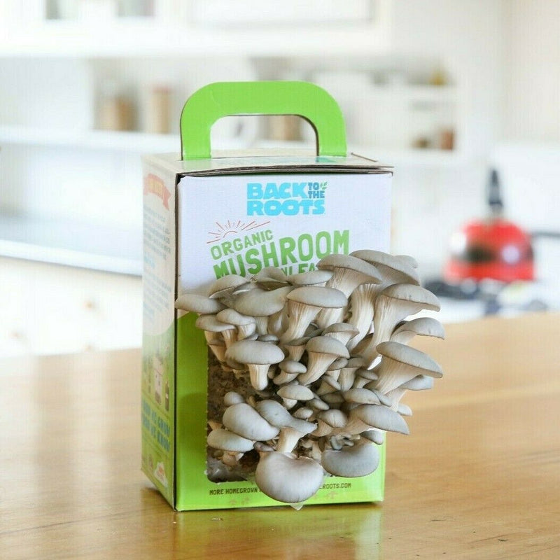Back To The Roots Organic Mini Mushroom Growing Kit, Gourmet Oyster Mushrooms